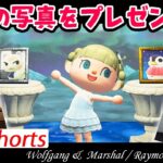 【 あつ森 】 ロボ＆ ジャック に ジュン ＆オーロラの写真をプレゼントしてみた #Shorts | 小ネタ | あつまれどうぶつの森