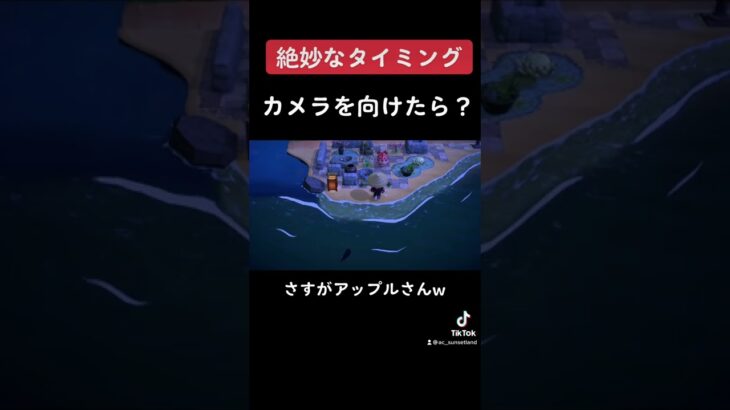 【あつ森TikTok集】カメラを向けたら！〇〇されました。タイミングよ、//Animal Crossing my island ＃shorts