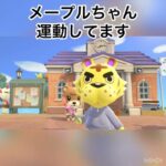 ハリマオ発見😊ハリマオ観察。可愛いハリマオを堪能😊#animal #animalcrossing #あつ森 #shorts