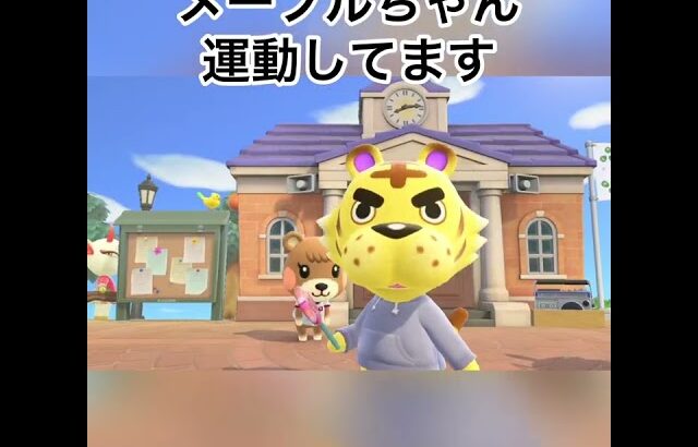 ハリマオ発見😊ハリマオ観察。可愛いハリマオを堪能😊#animal #animalcrossing #あつ森 #shorts