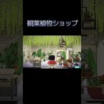 【ハピパラ】観葉植物ショップ【ハッピーホームパラダイス】 #shorts