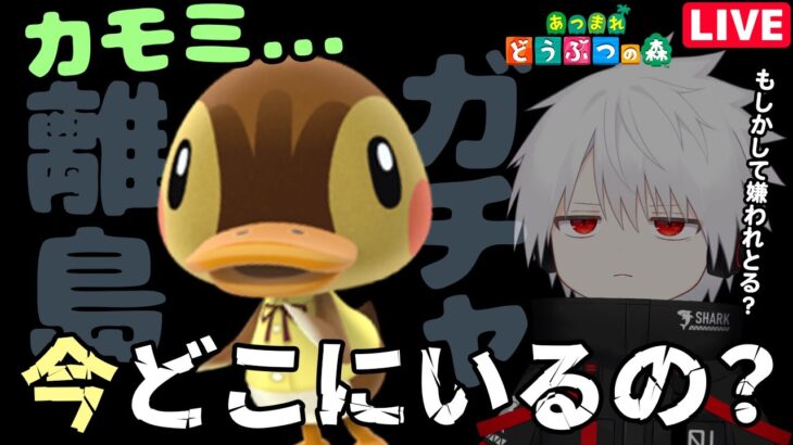 カモミを探しに離島へ行こう…【あつ森】〈あつまれどうぶつの森 / 離島ガチャ / 住民厳選 / ACNH / 初見さん大歓迎〉