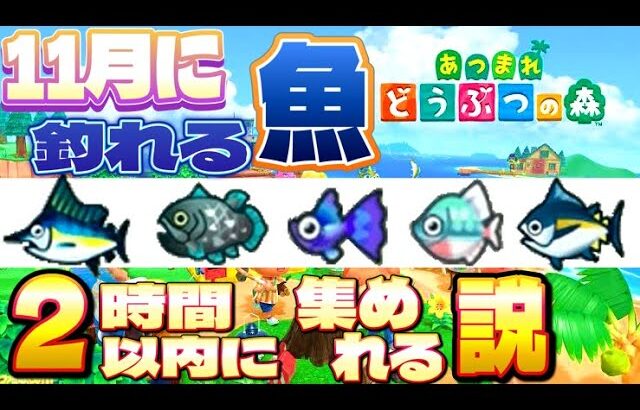 深いようで浅い雑談しながら、11月に釣れる魚『全37匹』を2時間以内に釣れるかチャレンジ配信！あつまれどうぶつの森ゲーム実況/雑談