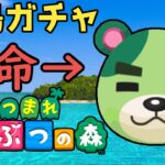 【離島ガチャ】のりおに会いに旅行する【あつ森】