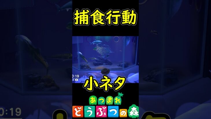 水族館で捕食行動が見れる！食物連鎖は厳しい世界だ　【あつまれどうぶつの森】 小ネタ　【あつ森】　#Shorts