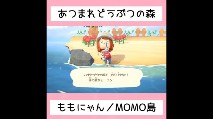 【あつ森】MOMO島へようこそ！！①⑦／#shorts   #あつまれどうぶつの森　#animalcrossingnewhorizons   #acnh   #동물의숲