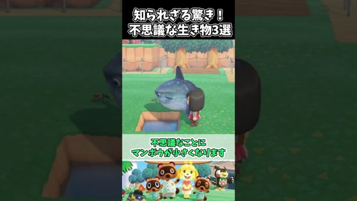 【あつ森】知られざる驚き！不思議な生き物3選 #あつまれどうぶつの森 #animalcrossing  #小ネタ